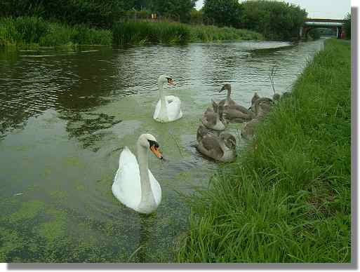 Swans