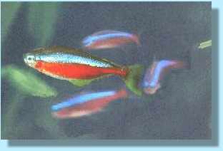 Cardinal tetra