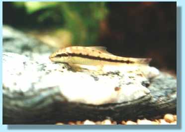 Loach